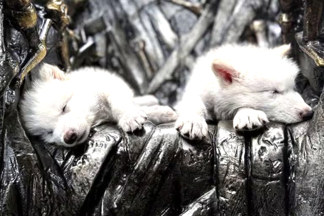 Lobo Terrible Rómulo, Remo y Khaleesi
