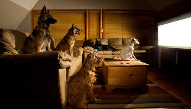 Perros viendo televisión