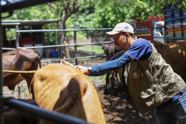 Intensifican jornadas de asistencia técnica para proteger a los bovinos del gusano barrenador_