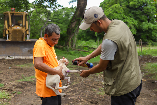 Zonas atendidas para fortalecer la salud animal ante el gusano barrenador_