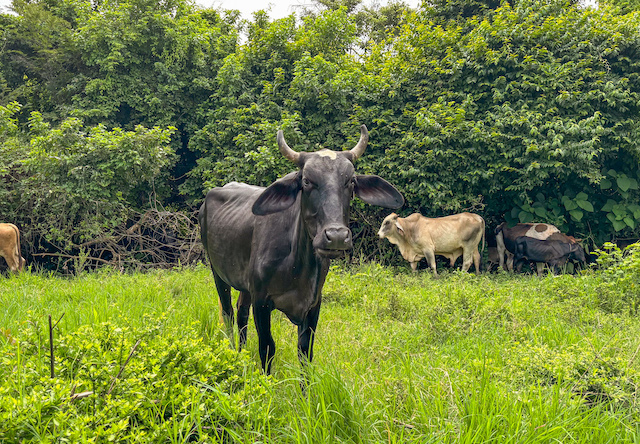 Ganado vacas