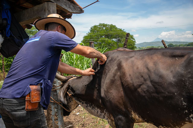Ganaderos de nuevo Edén de San Juan toman medidas para el control y la prevención del gusano barrenador