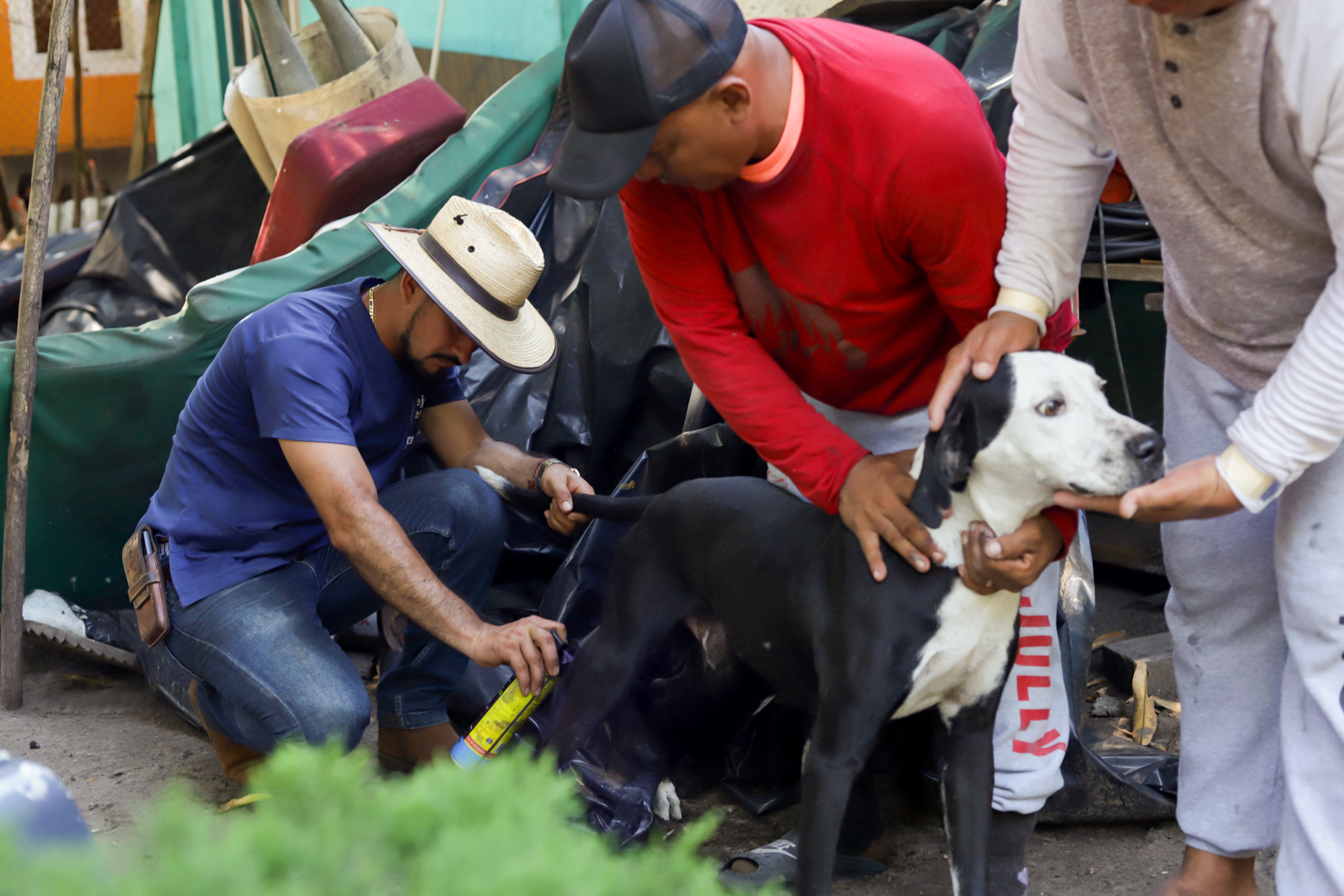 Brigadas veterinarias isla Tasajera gusano barrenador MAG 2