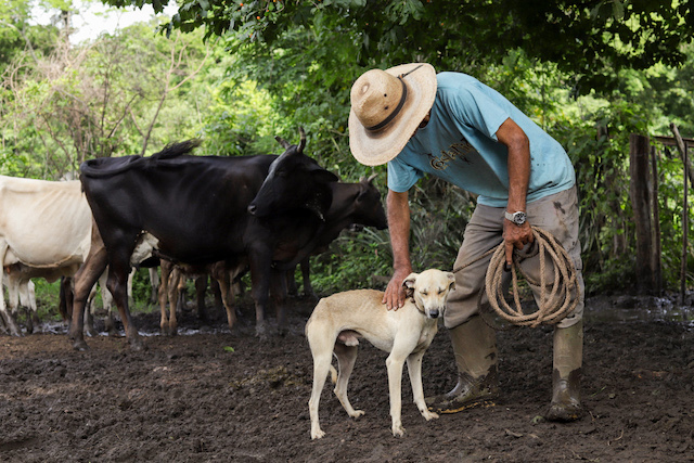 Ganaderos de El Paisnal reciben apoyo ante la presencia del gusano barrenador