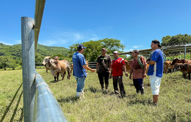MAG gusano barrenador Nueva Concepción ganado 3