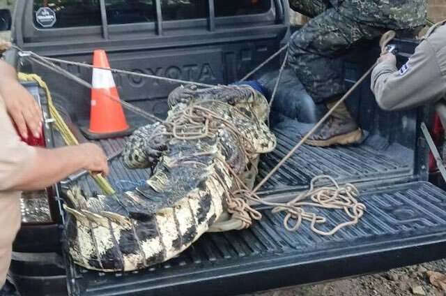 Cocodrilo playa Corte de Cuentas