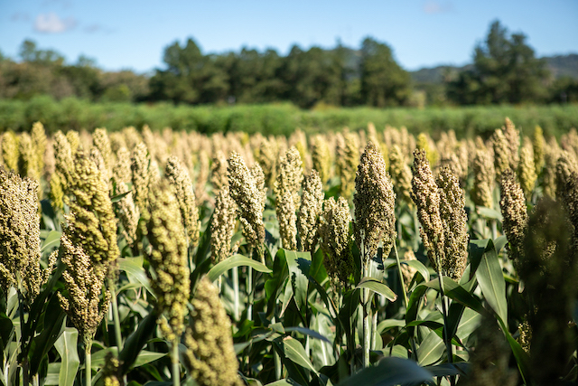 PRODUCCIÓN GRANOS_1