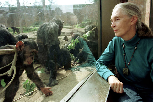 Dra. Jane Goodall