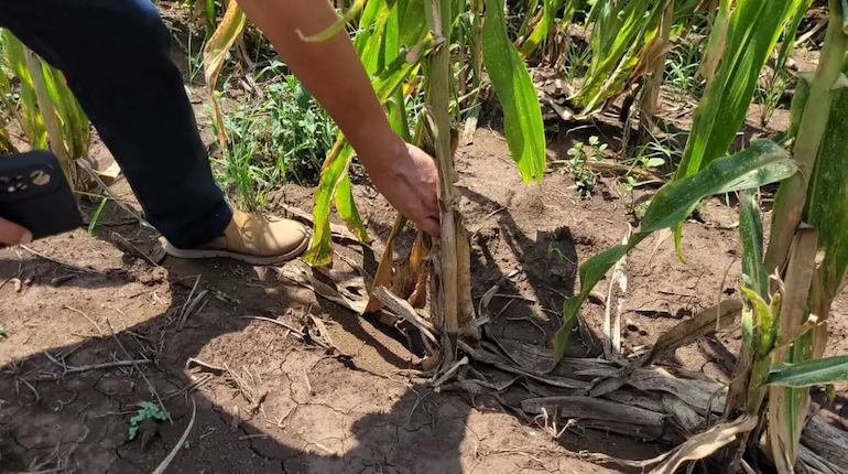 Sequía El Niño copia