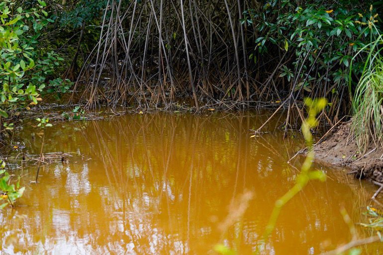 DAVIVIENDA MANGLAR 2026_2